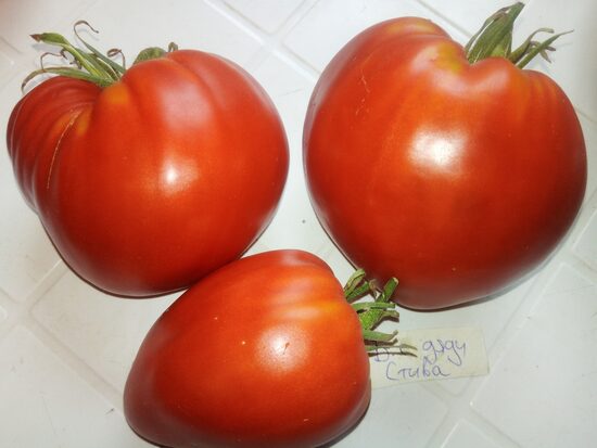 Бычье сердце дяди СТИВА